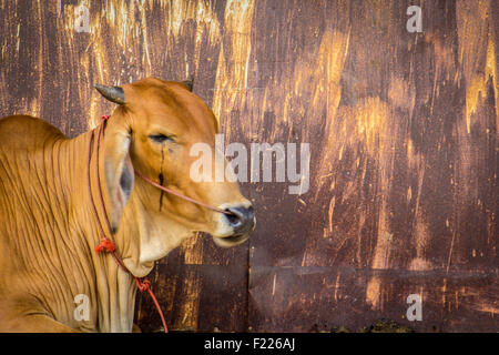 Agricoltura australia sei vacche marrone in corral sul ranch di bestiame costituiscono per la fotocamera Foto Stock