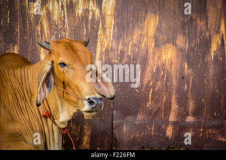 Agricoltura australia sei vacche marrone in corral sul ranch di bestiame costituiscono per la fotocamera Foto Stock