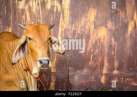 Agricoltura australia sei vacche marrone in corral sul ranch di bestiame costituiscono per la fotocamera Foto Stock