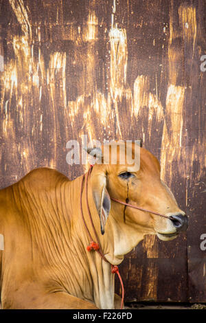 Agricoltura australia sei vacche marrone in corral sul ranch di bestiame costituiscono per la fotocamera Foto Stock