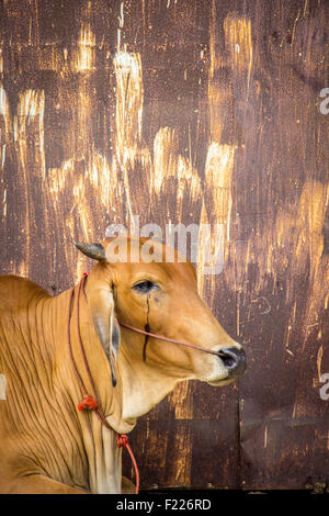 Agricoltura australia sei vacche marrone in corral sul ranch di bestiame costituiscono per la fotocamera Foto Stock