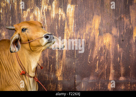 Agricoltura australia sei vacche marrone in corral sul ranch di bestiame costituiscono per la fotocamera Foto Stock