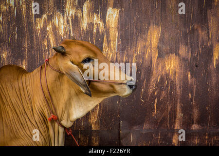 Agricoltura australia sei vacche marrone in corral sul ranch di bestiame costituiscono per la fotocamera Foto Stock