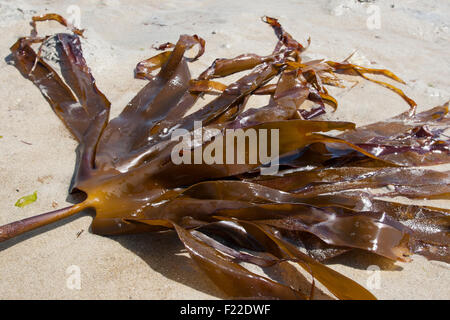 Mirkle, Kelpie, fegato erbaccia, Pennant erbaccia, Strapwrack, Split frusta wrack, oarweed, Palmentang, Roter Kelp, Laminaria hyperborea Foto Stock