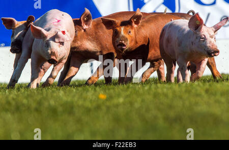 Muehlengeez, Germania. Decimo Sep, 2015. I suinetti di imbattersi in un campo di apertura della XXV 'MeLa' fiera in Muehlengeez, Germania, 10 settembre 2015. La più grande fiera agricola del nord della Germania si svolge fino al 13 settembre 2015, 1000 espositori provenienti da 12 diversi paesi partecipare quest'anno. Foto: Jens BUETTNER/dpa/Alamy Live News Foto Stock