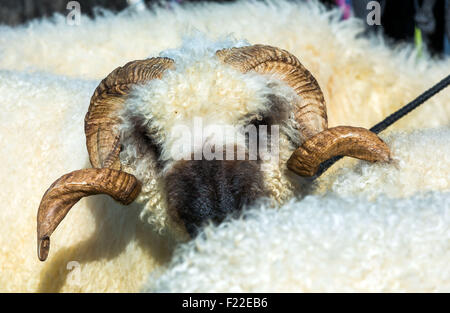 Muehlengeez, Germania. Decimo Sep, 2015. Un Vallese Blacknose ovini è visto durante la fase di apertura del XXV 'MeLa' fiera in Muehlengeez, Germania, 10 settembre 2015. La più grande fiera agricola del nord della Germania si svolge fino al 13 settembre 2015, 1000 espositori provenienti da 12 diversi paesi partecipare quest'anno. Foto: Jens BUeTTNER/dpa/Alamy Live News Foto Stock