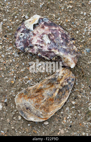 Pacific oyster, ostrica giapponese, Miyagi ostrica, Pazifische austera, Felsenauster, Crassostrea gigas, Crassostrea pacifica Foto Stock