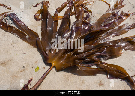 Mirkle, Kelpie, fegato erbaccia, Pennant erbaccia, Strapwrack, Split frusta wrack, oarweed, Palmentang, Roter Kelp, Laminaria hyperborea Foto Stock