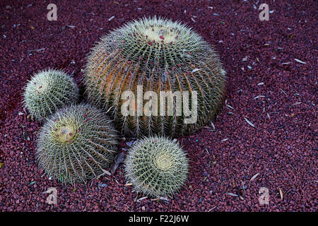 Palla dorata cactus / Echinocactus Grusonii origine Messico Foto Stock