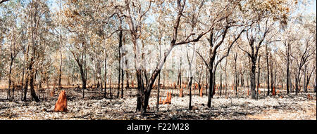 Termite tumuli e paperbark foglie in un bosco vicino a Pine Creek, Territorio del Nord, l'Australia Foto Stock