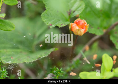 Berry cloudberry nel fogliame e ragnatele. Foto Stock