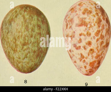 L'UEM : organo ufficiale dell'Australasian ornitologi' unione Foto Stock