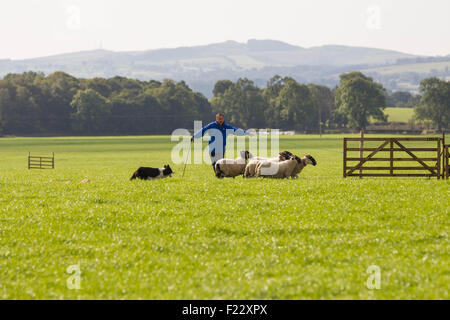 Courance, Moffat Scozia, Regno Unito. 10 Settembre, 2015. The Princess Royal visite il 2015 International Sheep Dog prove la visione di pecore di cani lavorando i loro cani. Credito: Michael Buddle/Alamy Live News Foto Stock