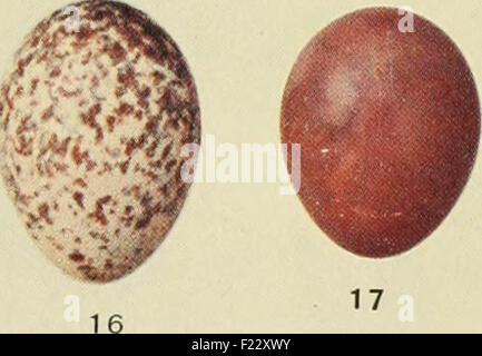 L'UEM : organo ufficiale dell'Australasian ornitologi' unione Foto Stock