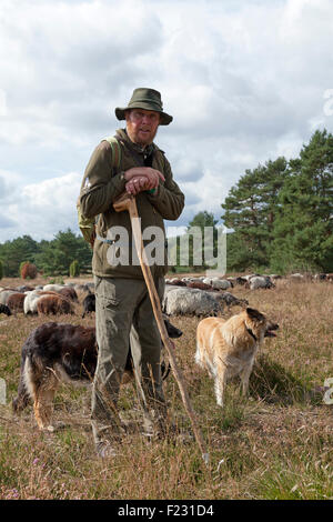 Pastore con le sue pecore, Lueneburg Heath vicino Wilsede, Bassa Sassonia, Germania Foto Stock