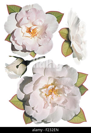 Collezione di rose bianche isolati su sfondo bianco. Foto Stock