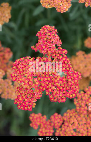 Achillea 'Walther Funcke'. Achillea millefolium 'Walther Funcke'. Yarrow Fiori Foto Stock