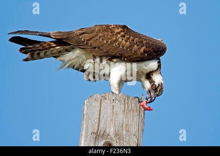 I capretti Osprey mangiare un pesce Foto Stock