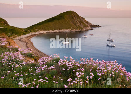 La parsimonia fioritura a Worbarrow Bay nell'esercito Lulworth gamma su Jurassic Coast, Dorset, England, Regno Unito Foto Stock