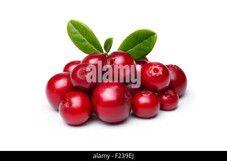 Wild Cowberry (foxberry,lingonberry) con foglie isolato su bianco. Infinita profondità di campo Foto Stock