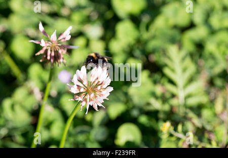 Bumblebee raccogliendo nettare dal Clover Foto Stock