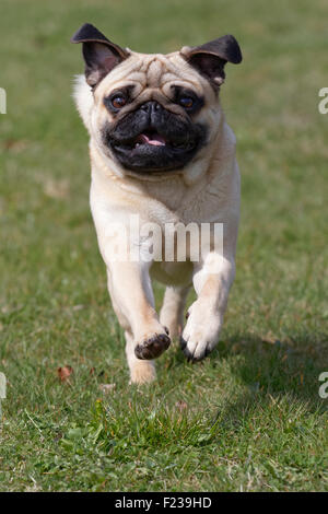 In esecuzione del Pug Foto Stock