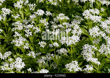Sweet Woodruff - Galium odoratum Foto Stock