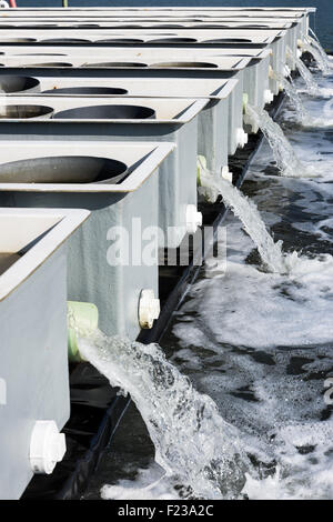 Cherrystone aqua farm incubatoio serbatoi la produzione di vongole e i prodotti di ostriche, Cheriton, Virginia, Stati Uniti d'America Foto Stock