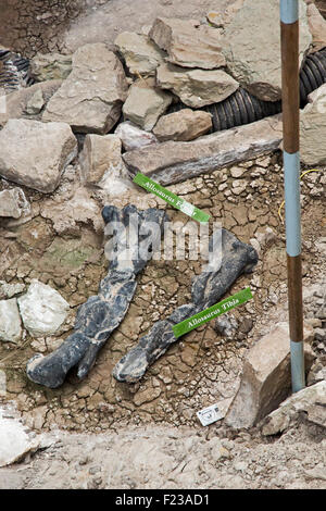 Cleveland, Utah - Un allosaurus femus e tibia trovata presso il dinosauro Cleveland-Lloyd cava. Foto Stock