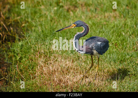 Airone tricolore (egretta tricolore) permanente al bordo dell'acqua con collo in una forma a S Foto Stock