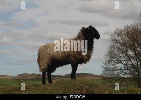 Un 'Mule' pecora (Swaledale/blu di fronte Leicester croce) Foto Stock