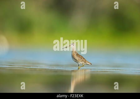 A breve verrà addebitato il Dowitcher, un shorebird, in piedi in acqua poco profonda a Jamaica Bay Wildlife Refuge , New York City, Stati Uniti d'America Foto Stock