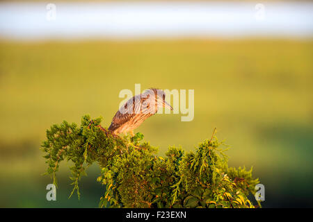 I capretti Nitticora appollaiato in una sommità di un albero in Ocean City, NJ rookery / heronery Foto Stock