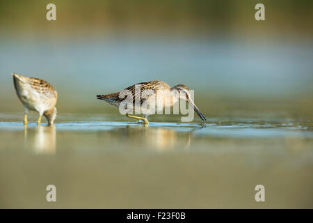 A breve verrà addebitato il Dowitcher alimentando in un poco profondo waer dell Oriente stagno al Jamaica Bay Gateway National Recreation Area, NY Foto Stock