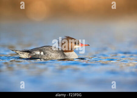 Femmina adulta Common Merganser nuoto / veduta laterale Foto Stock
