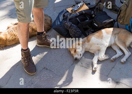 Il Perù, mattina sole illumina i cani dormono in sole di mattina da backpacker's stivali e pack fuori dall'ingresso a Machu Picchu Foto Stock