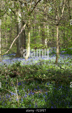 Bluebells fioritura nel bosco accanto a ex miniera di carbone tramvia ora il sentiero nei pressi di Poynton cheshire england Foto Stock