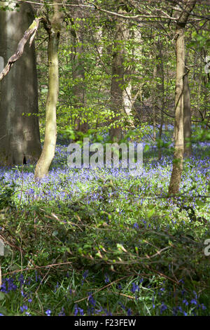 Bluebells fioritura nel bosco accanto a ex miniera di carbone tramvia ora il sentiero nei pressi di Poynton cheshire england Foto Stock