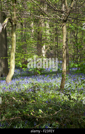 Bluebells fioritura nel bosco accanto a ex miniera di carbone tramvia ora il sentiero nei pressi di Poynton cheshire england Foto Stock