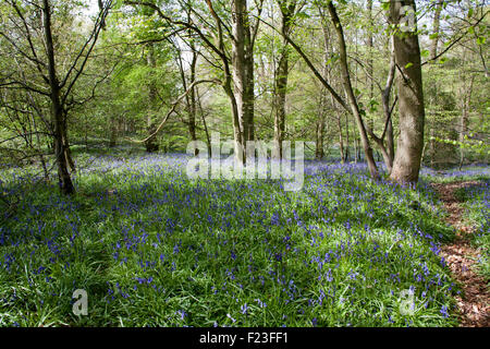 Bluebells fioritura nel bosco accanto a ex miniera di carbone tramvia ora il sentiero nei pressi di Poynton cheshire england Foto Stock