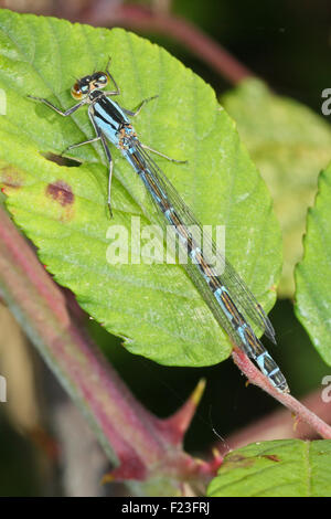 Close-up, foto macro di una libellula in appoggio con le sue ali chiusa su una rosa selvatica bush. Foto Stock