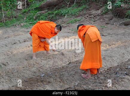 Lo zafferano derubato monaci lavorando in un campo oltre al monastero, Luang Prabang, Laos Foto Stock