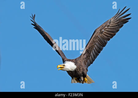 American aquila calva in volo Foto Stock