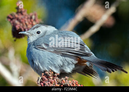 Catbird grigio Foto Stock