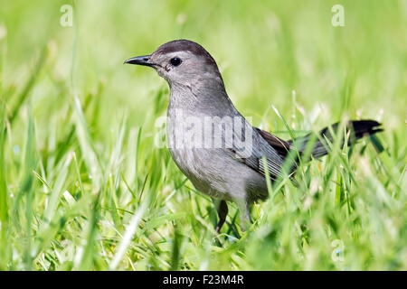 Catbird grigio Foto Stock