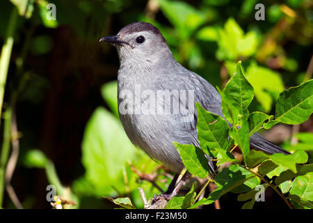 Catbird grigio Foto Stock