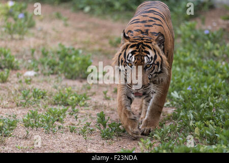 La tigre di Sumatra pattugliamento Foto Stock