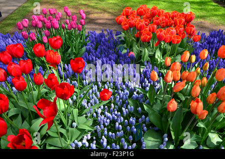 Colorata fioritura di tulipani nel parco Keukenhof nei Paesi Bassi Foto Stock
