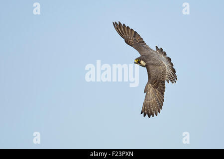 Volo spettacolare di Duck Hawk / Falco Pellegrino / Wanderfalke ( Falco peregrinus ). Foto Stock