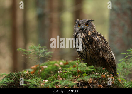 Maestoso Gufo dell'Aquila del Nord adulto / Europäischer Uhu ( bubo bubo ) seduto sul terreno di una foresta naturale, Europa. Foto Stock